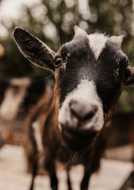 Unsere Ziegen freuen sich darauf gefüttert zu werden