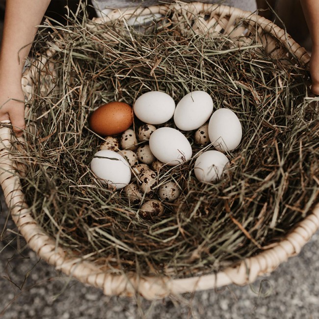 Hühner & Wachteleier