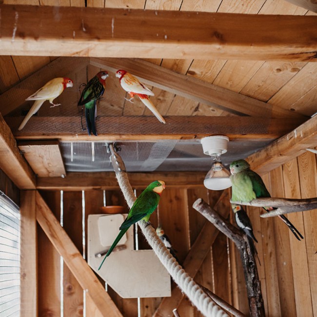 Unsere Sittiche auf der Ranch