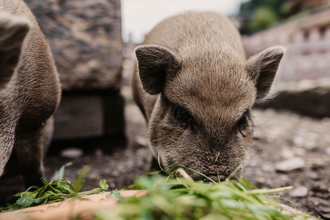 Die wolligen Schweine auf der Ranch