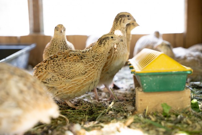 Quails eating in the coop