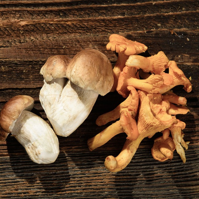 Frische Pilze aus dem Wald