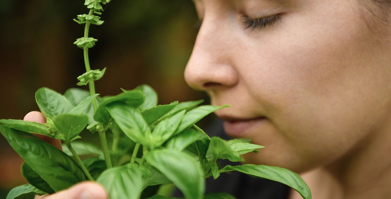 Gewürze aus dem eigenen Garten