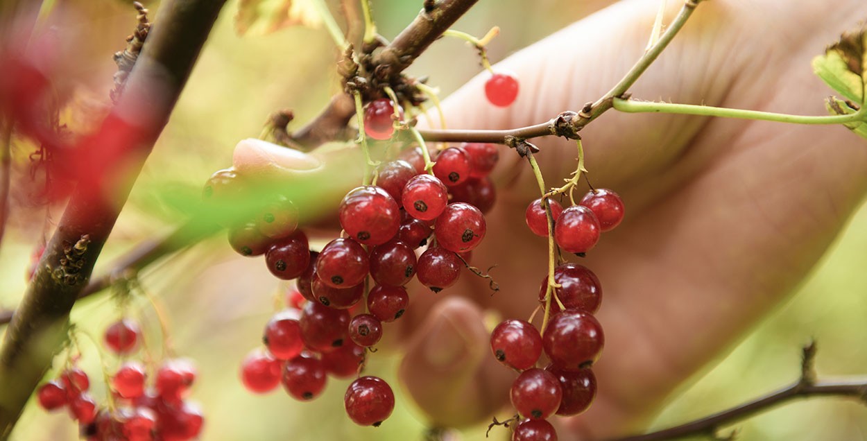Früchte aus dem eigenen Garten