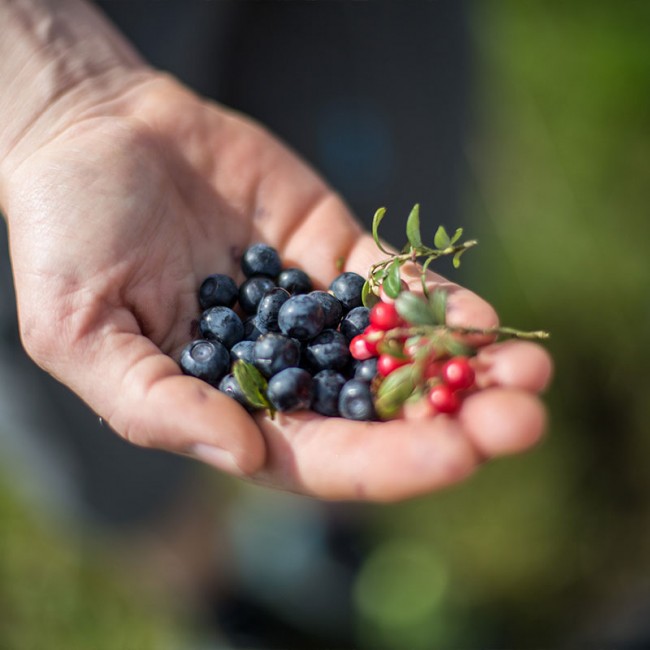 Beeren aus dem Nationalpark Gebiet © SalzburgerLand Tourismus