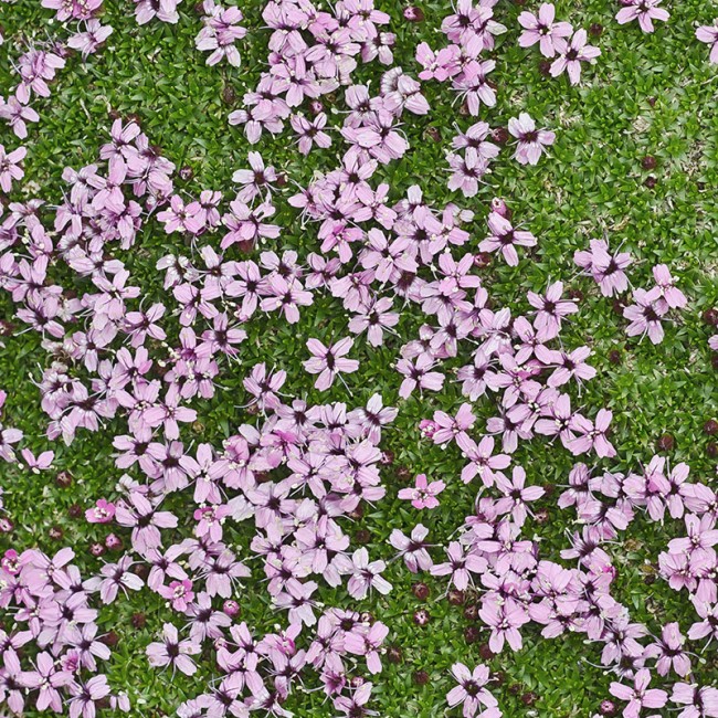 Blumen im Nationalpark