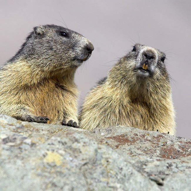 Murmeltiere im Nationalpark