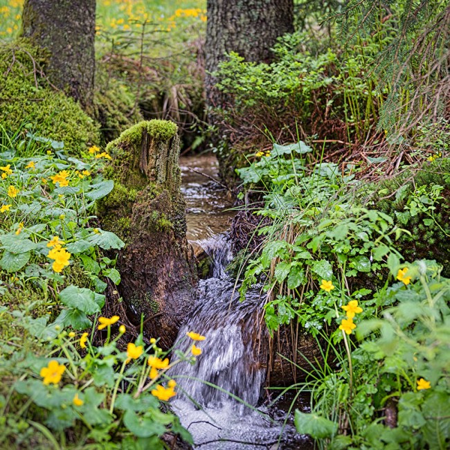 Hochmoor im Nationalpark © SalzburgerLand Tourismus