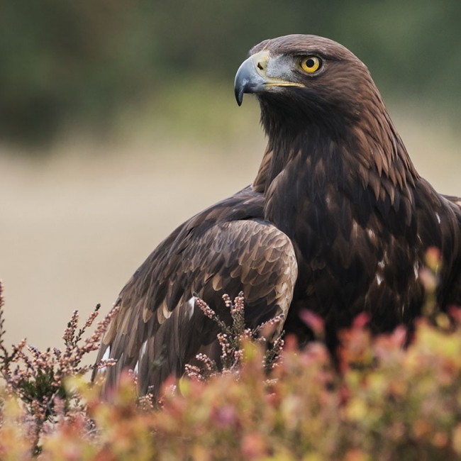 Vogelvielfalt in Nationalpark Hohe Tauern