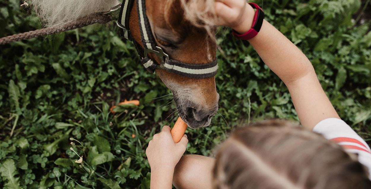 Feeding carrots to the horses at Auli’s Ranch 