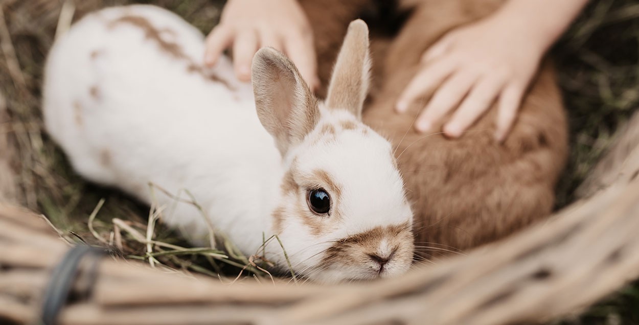 Hase mit seiner Familie