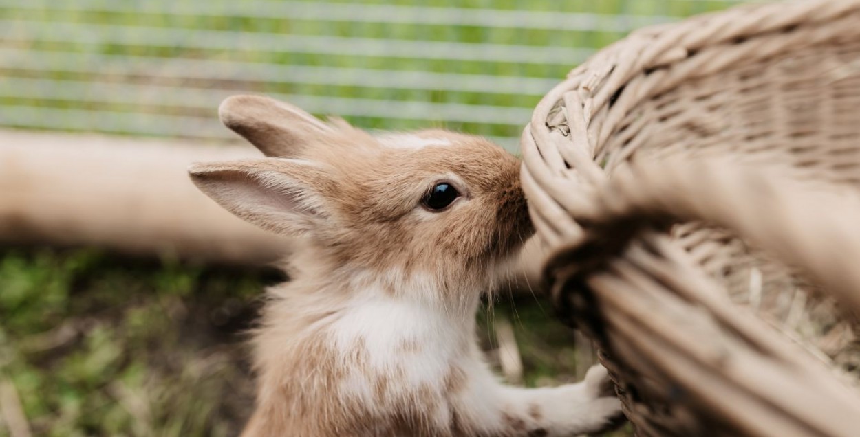 Young rabbit at the petting zoo at Hotel Auhof in Gro&szlig;arl