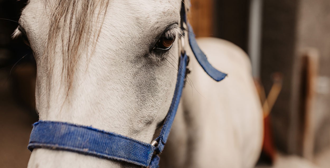 Auhof-Pferd im Stall