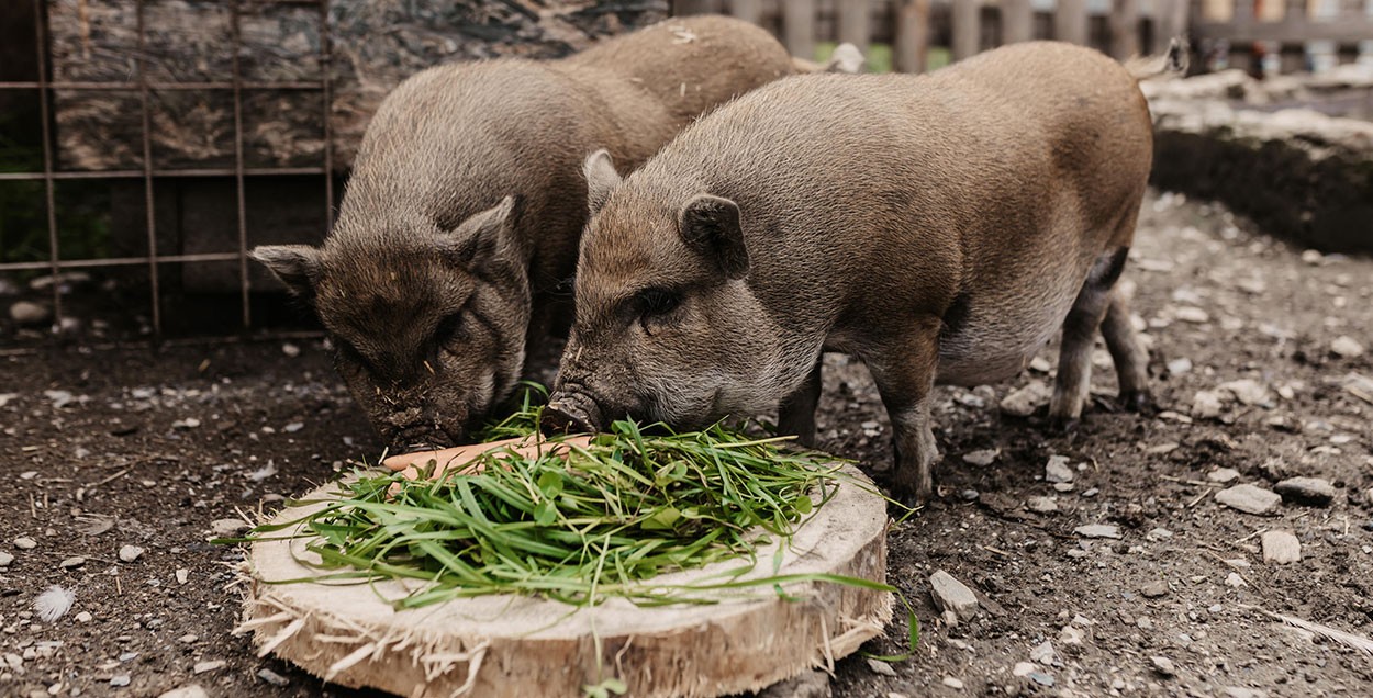 Unsere Schweine