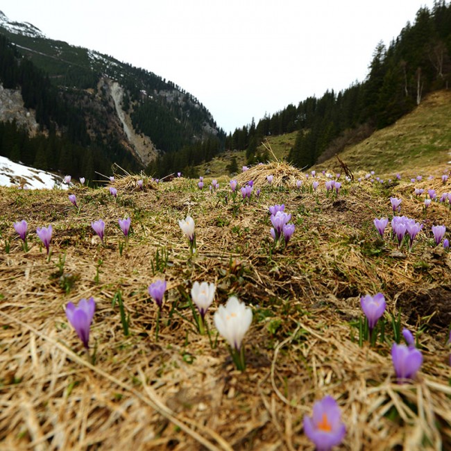 Bergblumen im Nationalpark-Gebiet © SalzburgerLand Tourismus