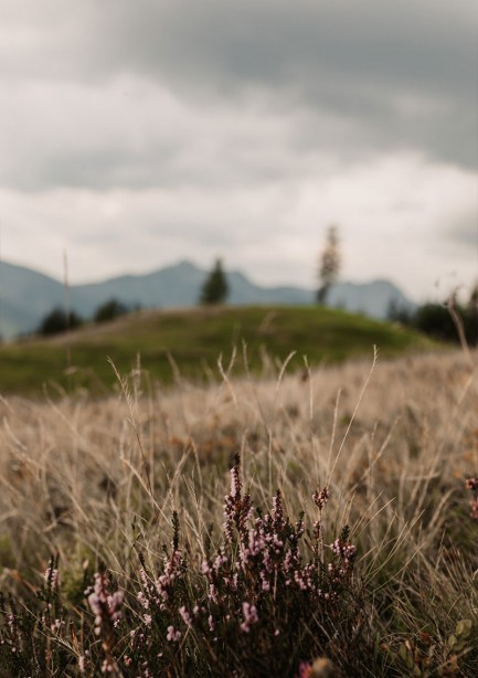 Bergblumen von Großarl