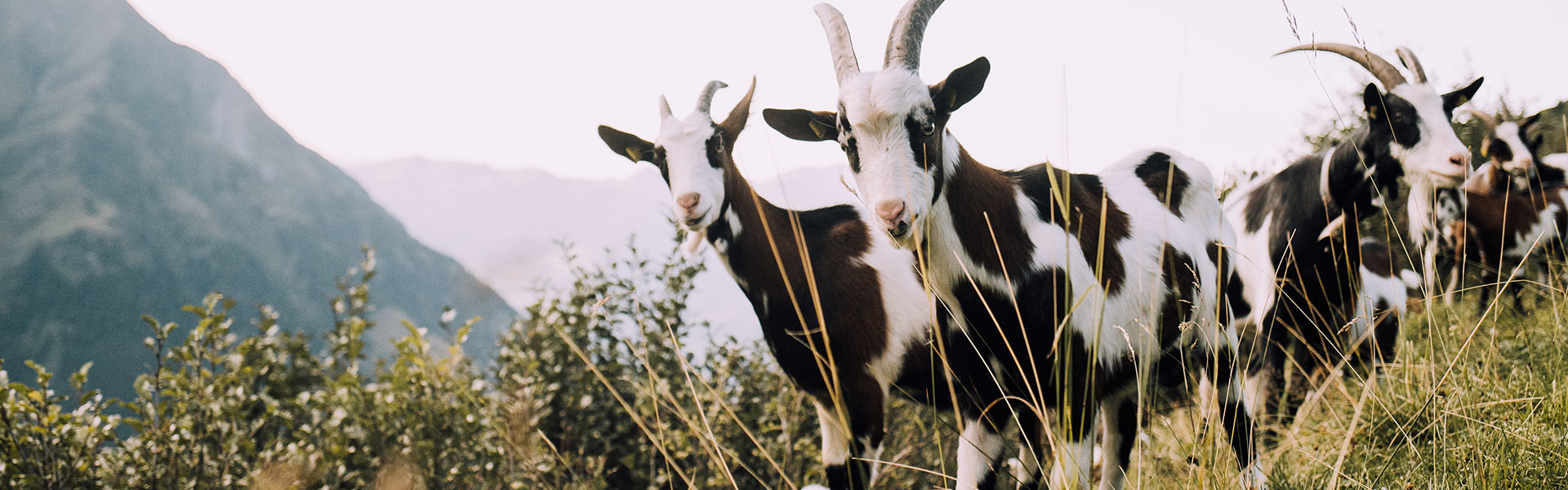 Tiere im Nationalpark © Ferienregion Nationalpark Hohe Tauern