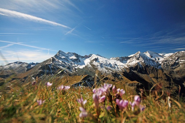 Frühlingsblumen am Berg