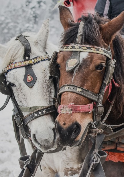 Pferdekutschenfahrten