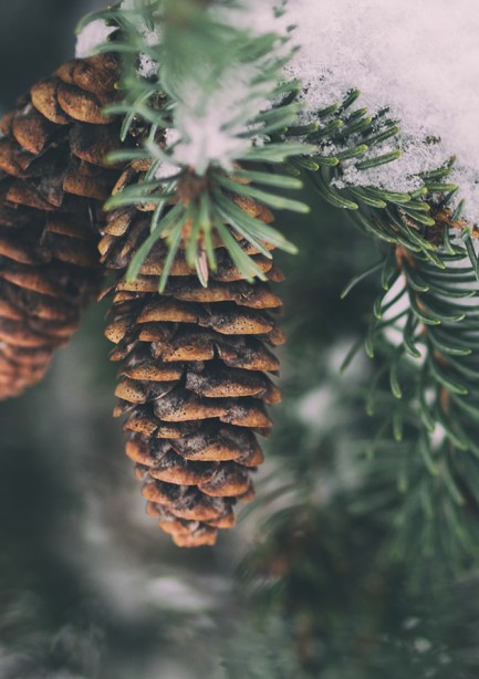 Fichtenzapfen © unsplash Aaron Burden